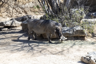 SA Zoo Southern Worthog 2025